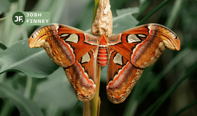 moth puns