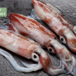 squid puns