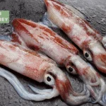 squid puns